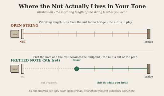 Illustration showing an open string vibrating from the nut to the bridge while a fretted note bypasses the nut
